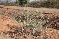 Crotalaria spectabilis